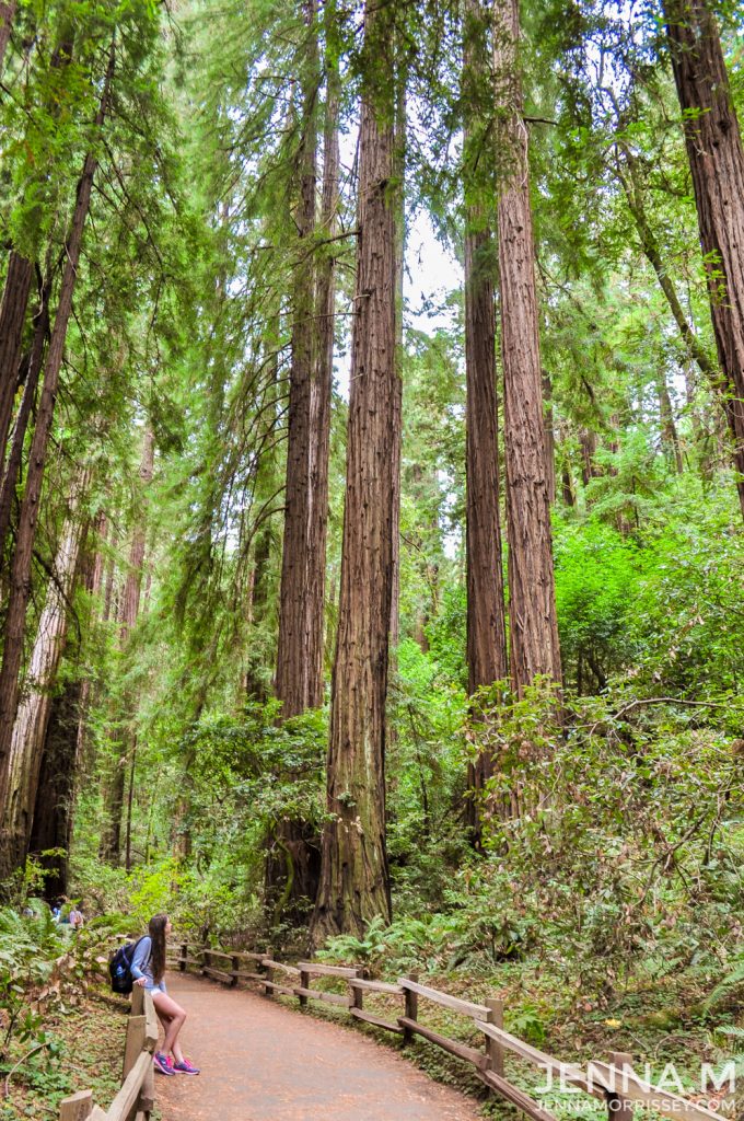 Muir Woods Redwood Trees