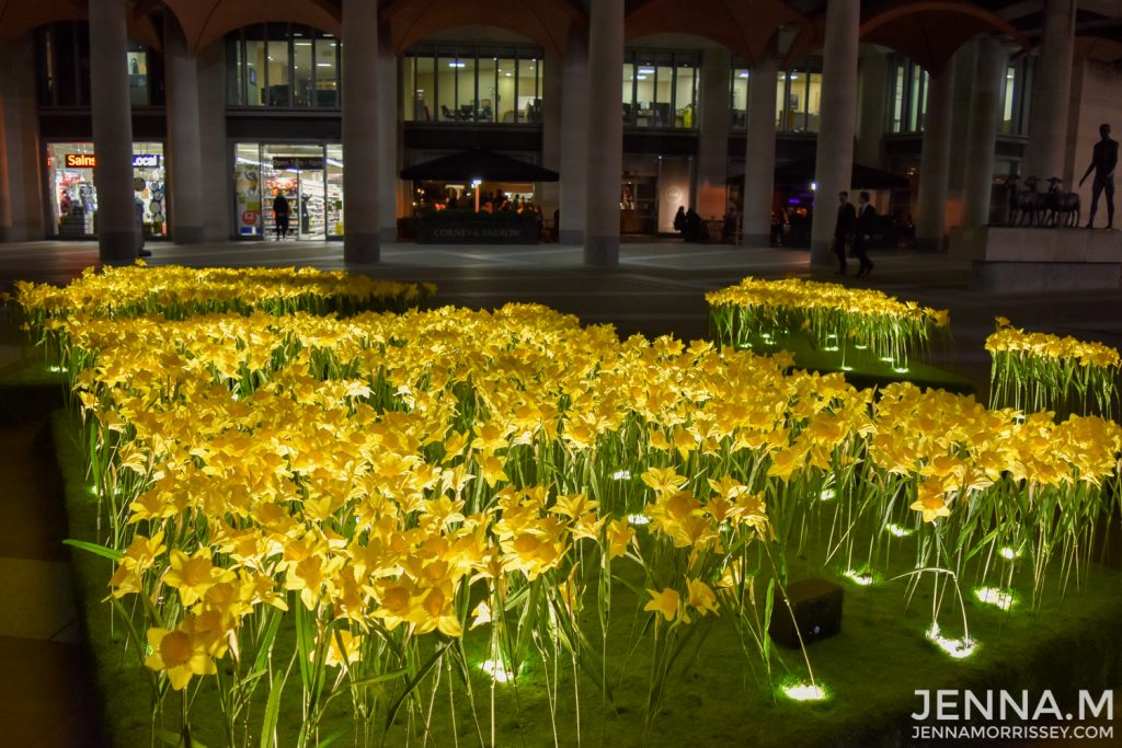 Marie Curie Daffodils at St Pauls Cathedral